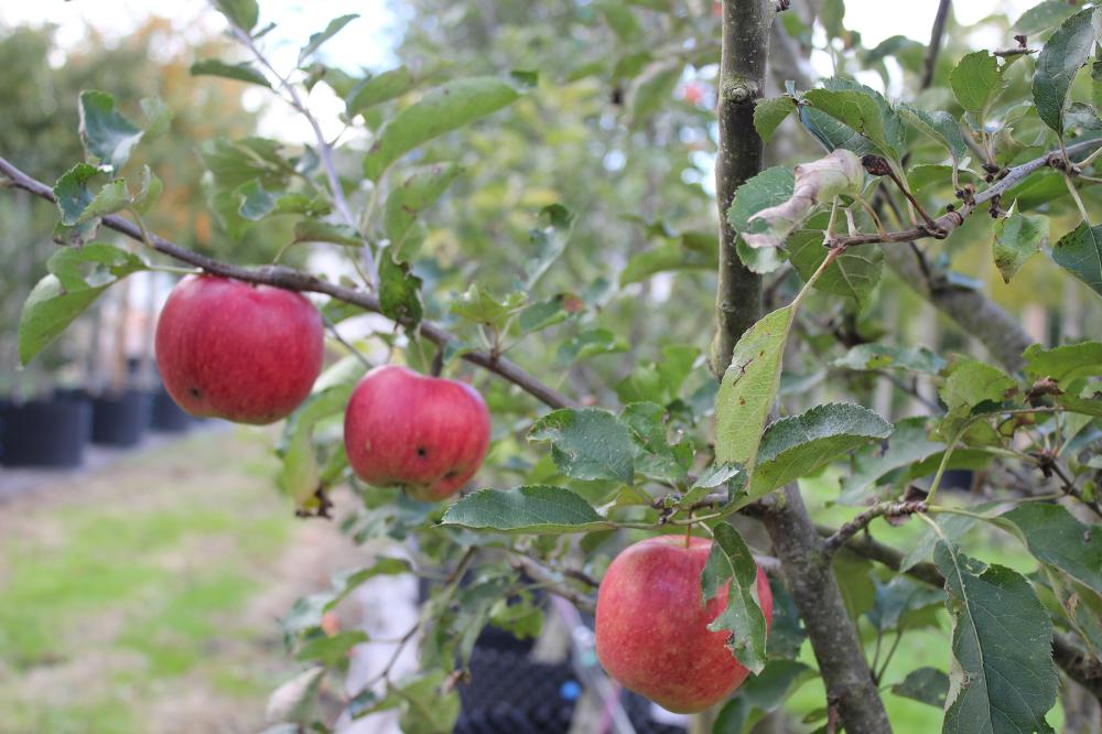 Fruitiers près de Bondues