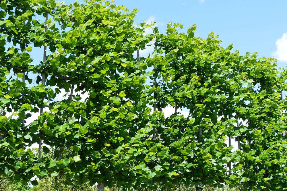 Écran végetaux près de Bondues