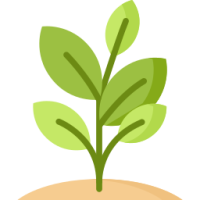plante