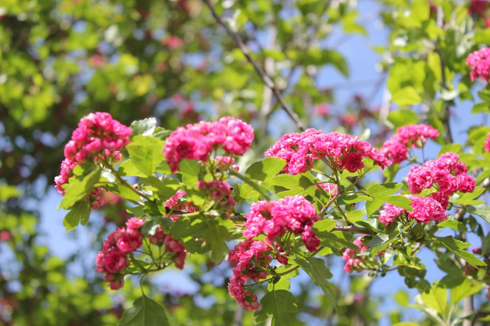 fleurs 2
