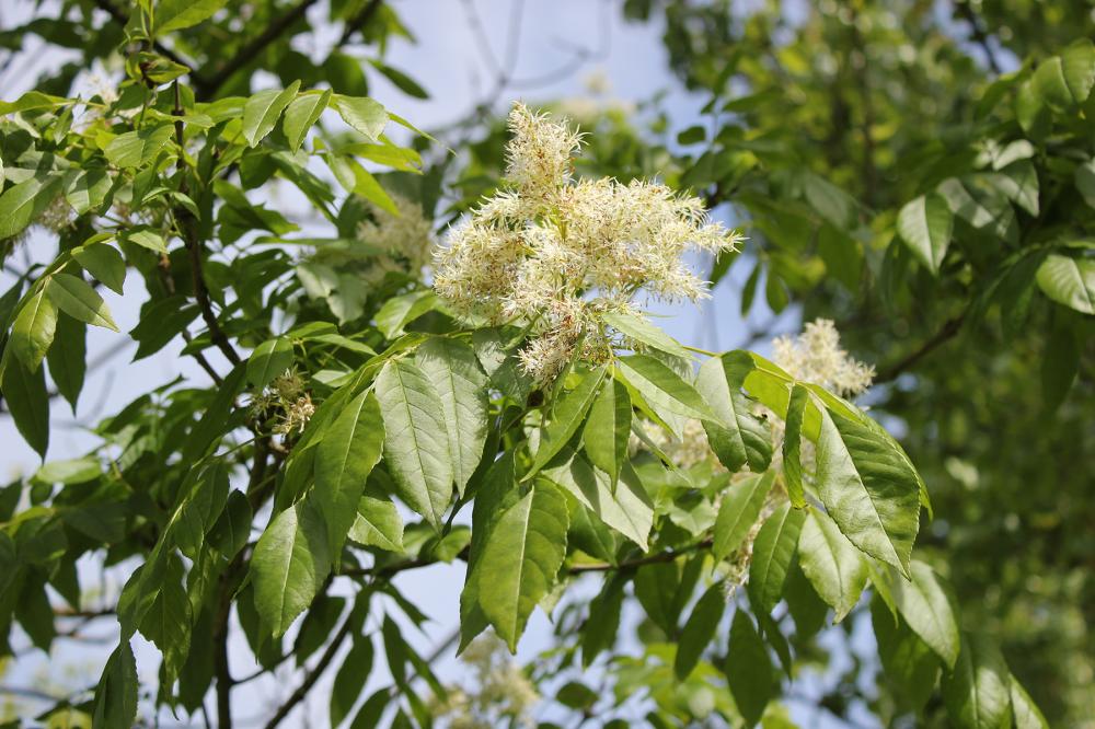 fleurs 3