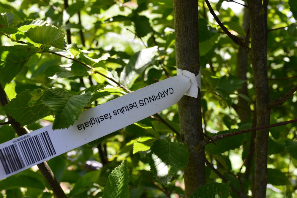 Vente près de Bondues