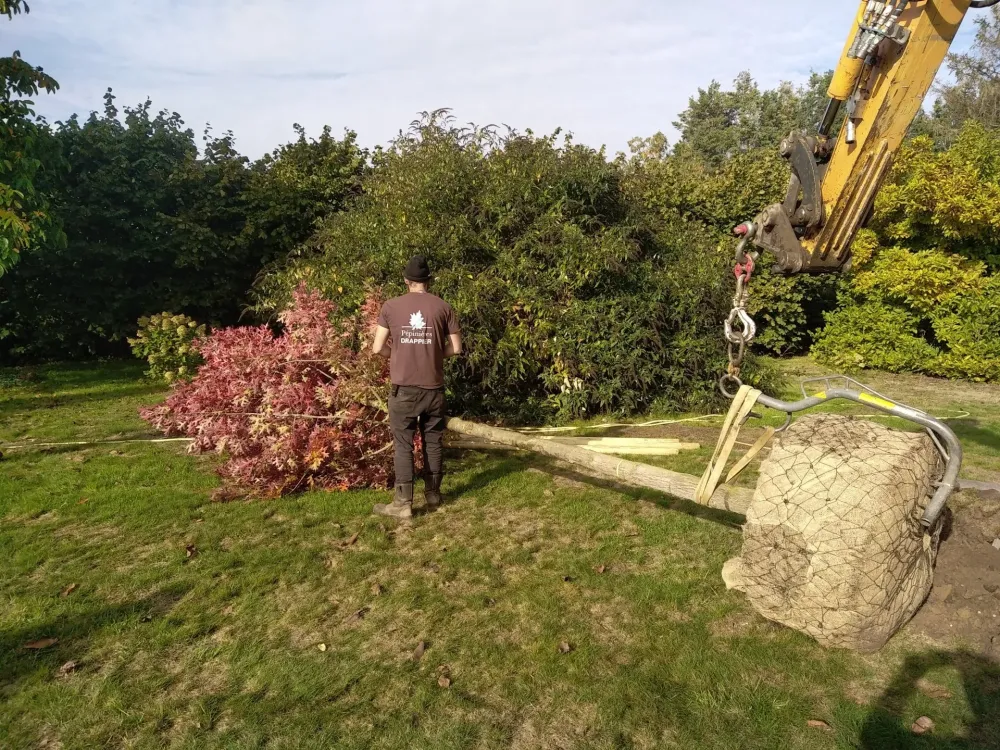 Transplantation arbres près de Bondues