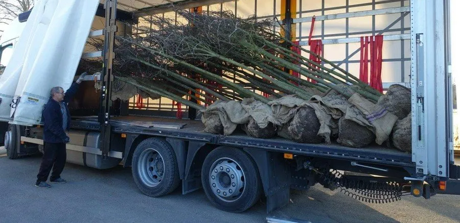 livraison arbre