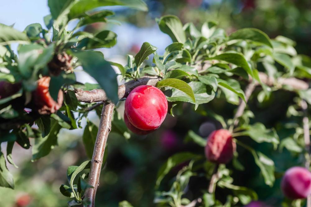 taille-arbre-fruitier (1)