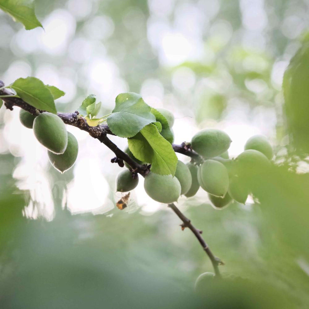 taille-arbre-fruitier (3)